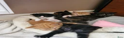 Mixed Breed cats for sale: Cute kitties are looking for a new home 🐈‍⬛ - Advert 8
