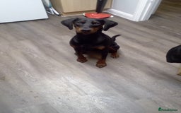 Dobermann dogs for sale: Female Doberman 2 years old  - Image 2