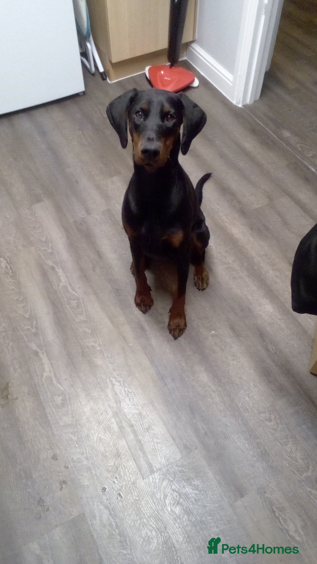 Dobermann dogs for sale: Female Doberman 2 years old  - Image 2
