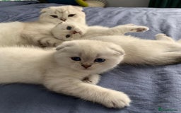 Scottish Fold cats for sale: Scottish Fold Kittens. Vaccinated, Last one left! - Image 7