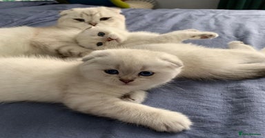 Scottish Fold cats - Advert 10