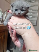 British Shorthair cats - Advert 3