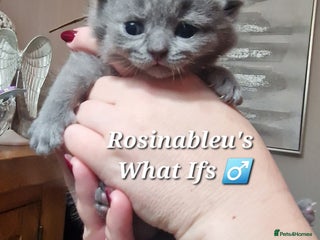 British Shorthair cats - Advert 24