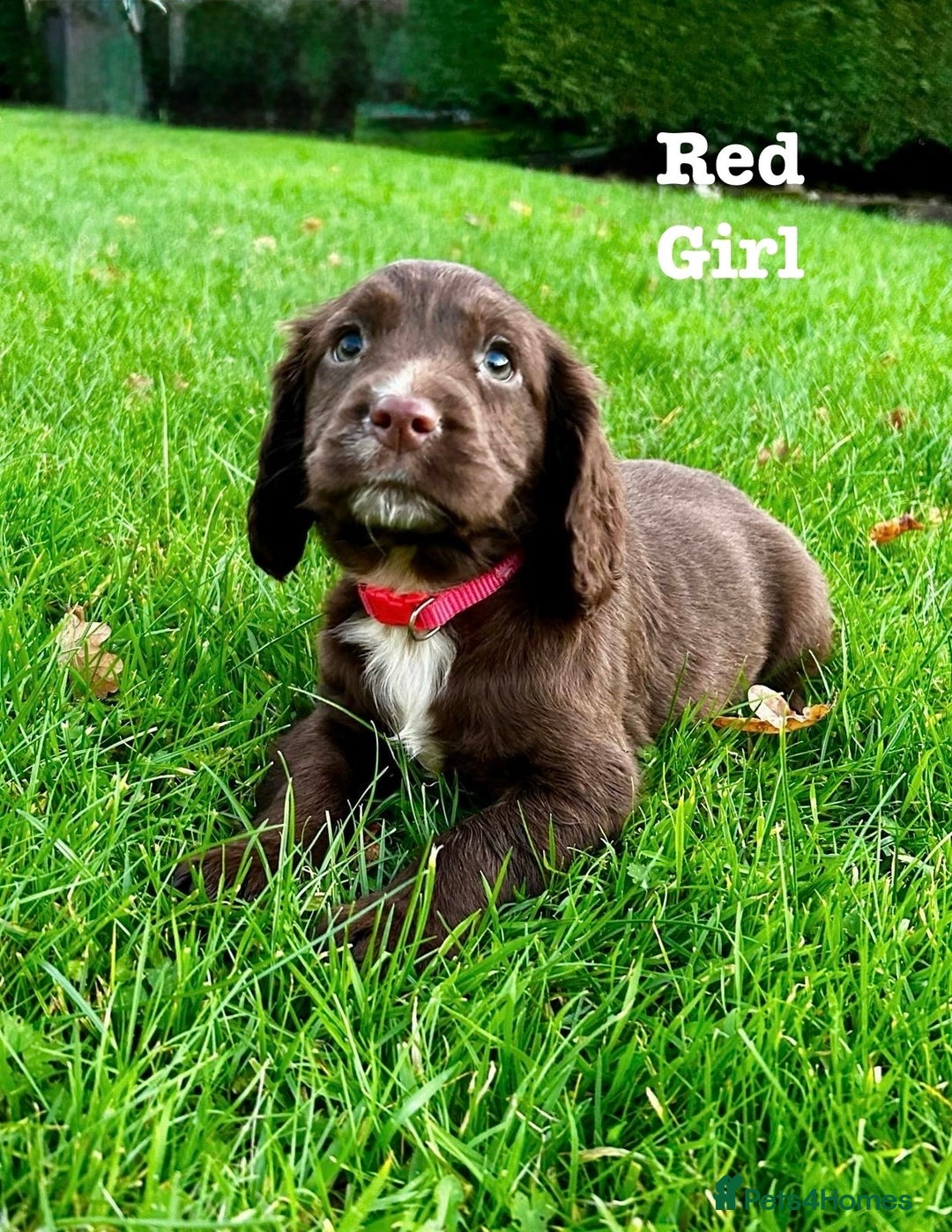 Sprocker dogs for sale: Sprocker spaniel puppies  - Advert 6