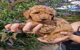 Cockapoo dogs for sale: EXCEPTIONAL HEALTH TESTED SHOW TYPE COCKAPOOS F1B - Image 19