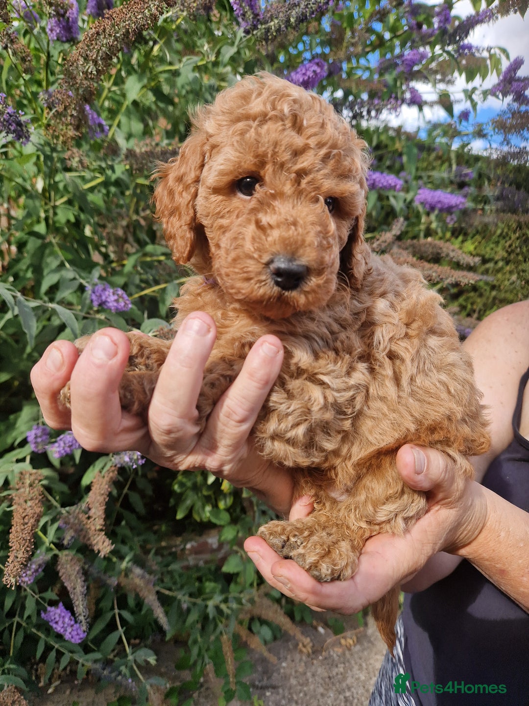 Cockapoo dogs for sale: EXCEPTIONAL HEALTH TESTED SHOW TYPE COCKAPOOS F1B - Image 19