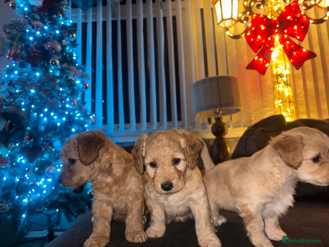 Mixed Breed dogs for sale: Cockapoochon puppies - Advert 13