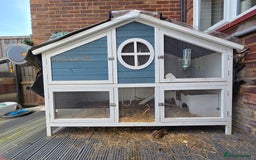 Guinea Pig rodents for sale: 2x Female Guinea Pigs & Bluebell Hutch - Image 7