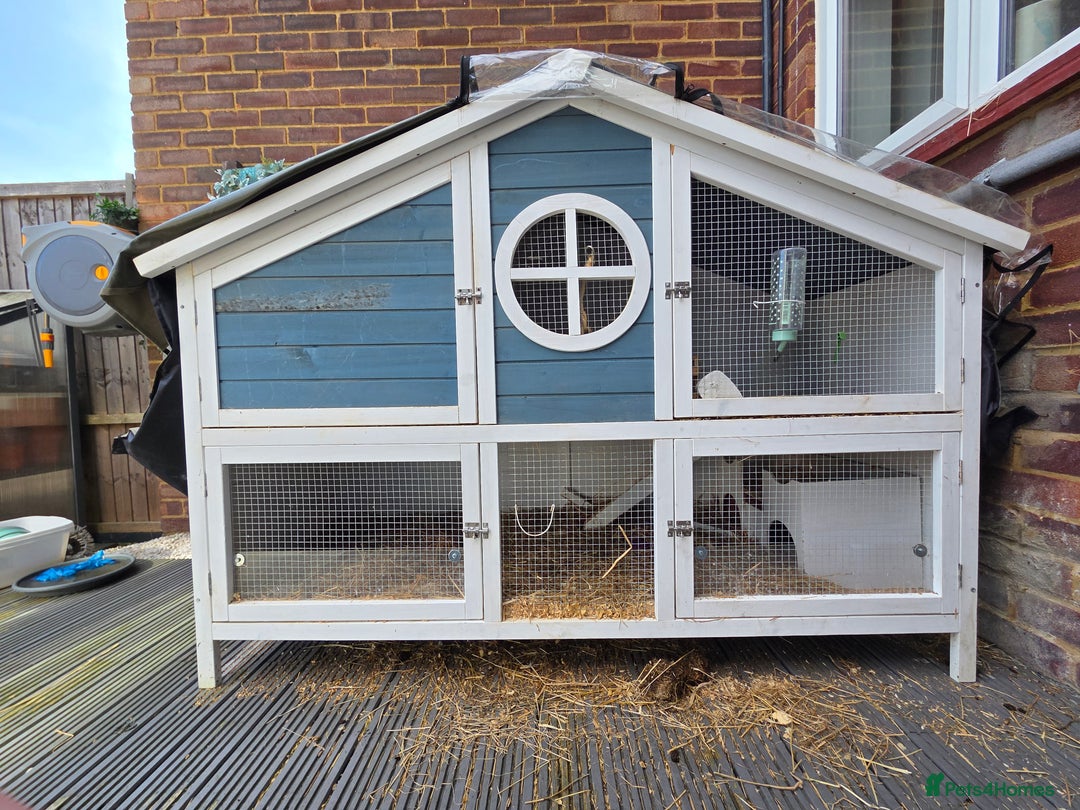 Guinea Pig rodents for sale: 2x Female Guinea Pigs & Bluebell Hutch - Image 7