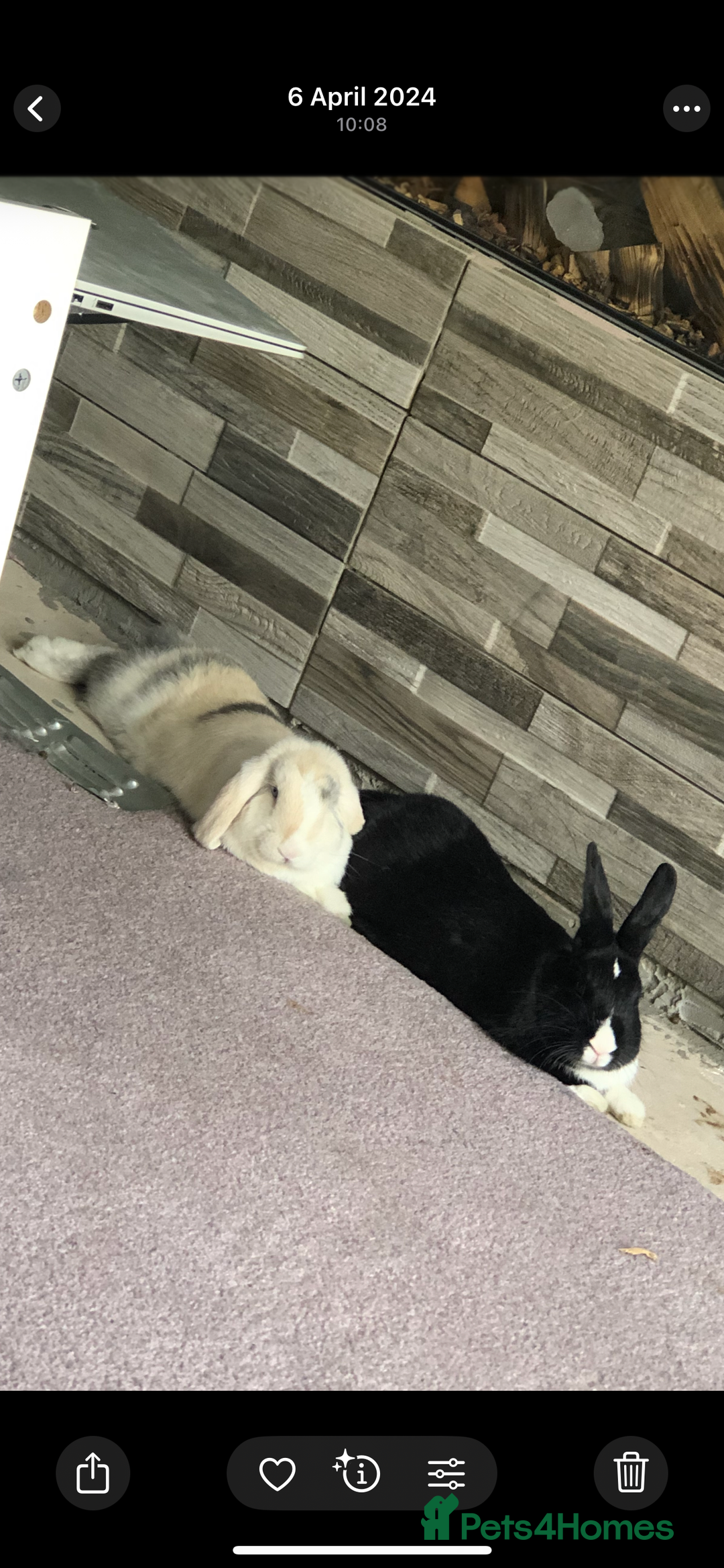 Cashmere Lop rabbits for sale: 2 Adorable rabbits best of friends - Image 3