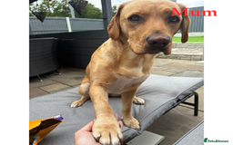 Springador dogs for sale: Labrador Puppies red/yellow health checked  - Image 14