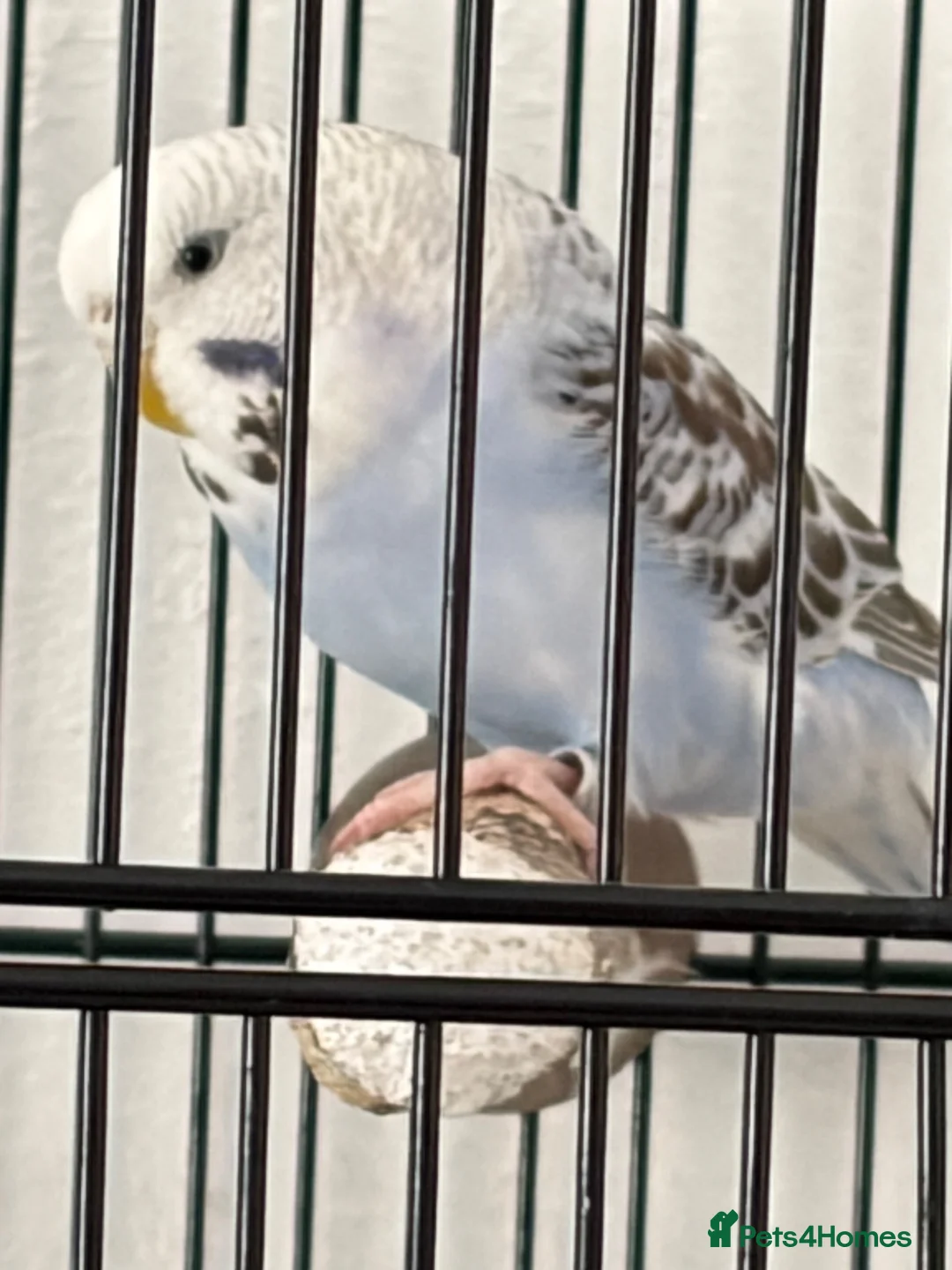 Budgerigars birds for sale: Budgies For A New Home - Advert 2