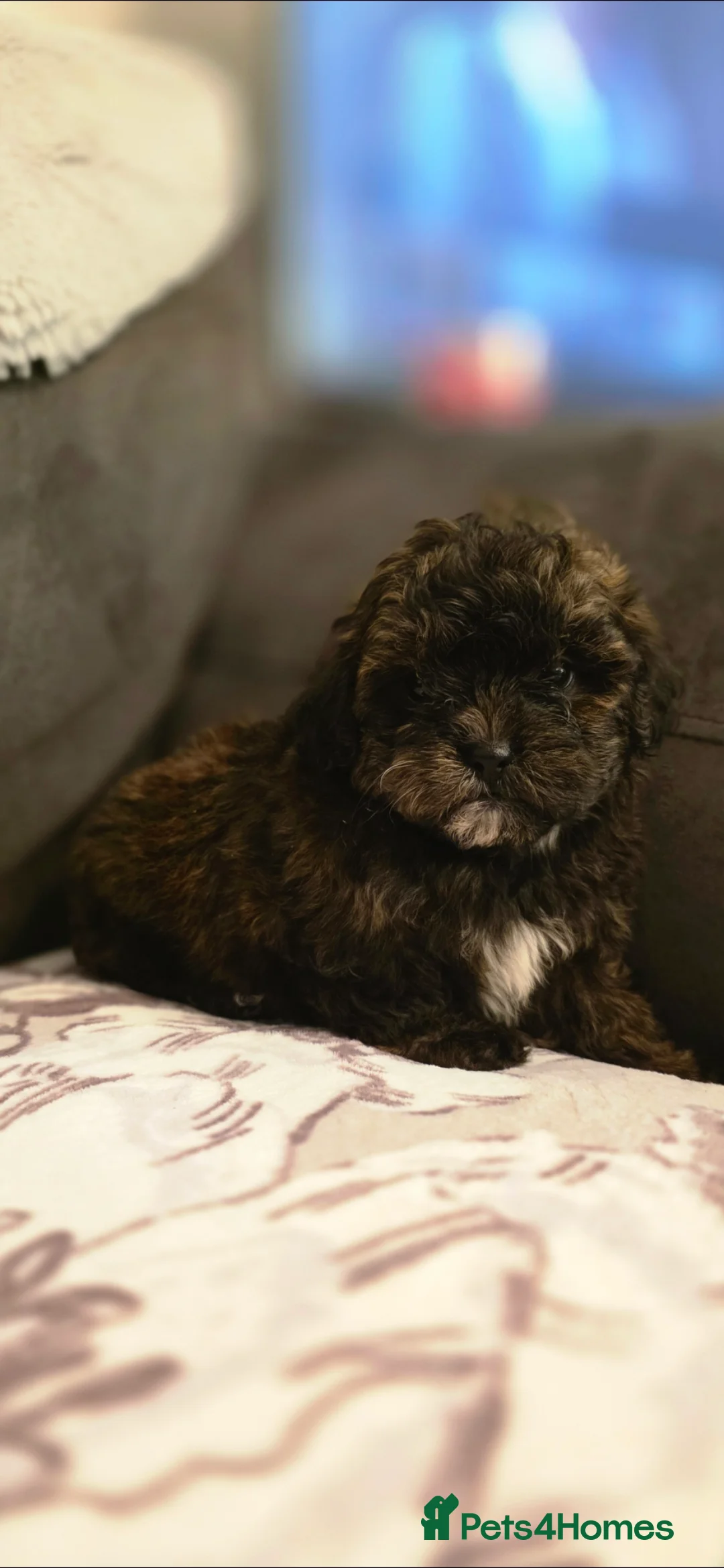 Shihpoo dogs for sale: 5 beautiful shihpoo puppies - Advert 6