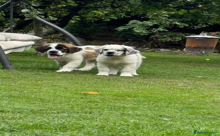 Saint Bernard dogs - Advert 1