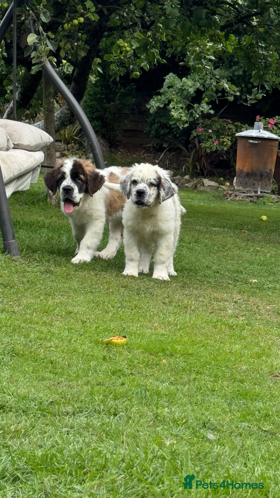 Saint Bernard dogs for sale: Last beautiful female St Bernard puppy for sale.  - Image 1