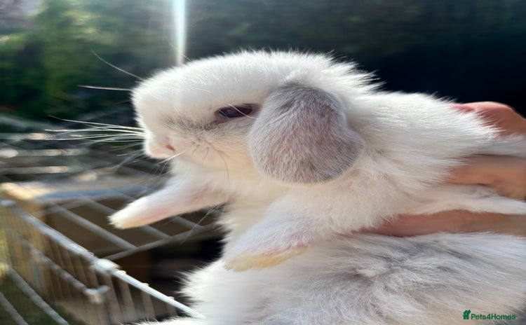 Mini Lop rabbits - Advert 1