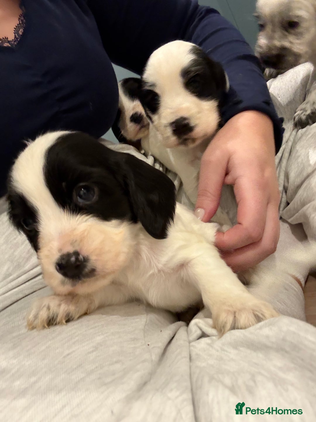 Cocker Spaniel dogs for sale: Adorable cocker spaniel puppies  - Advert 9