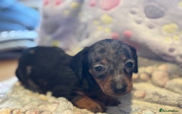 Dachshund dogs for sale: Stunning Miniature Dachshund Pups - Image 4