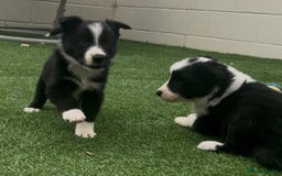 Border Collie dogs for sale: Beautiful border collie puppies❤️ - Image 3