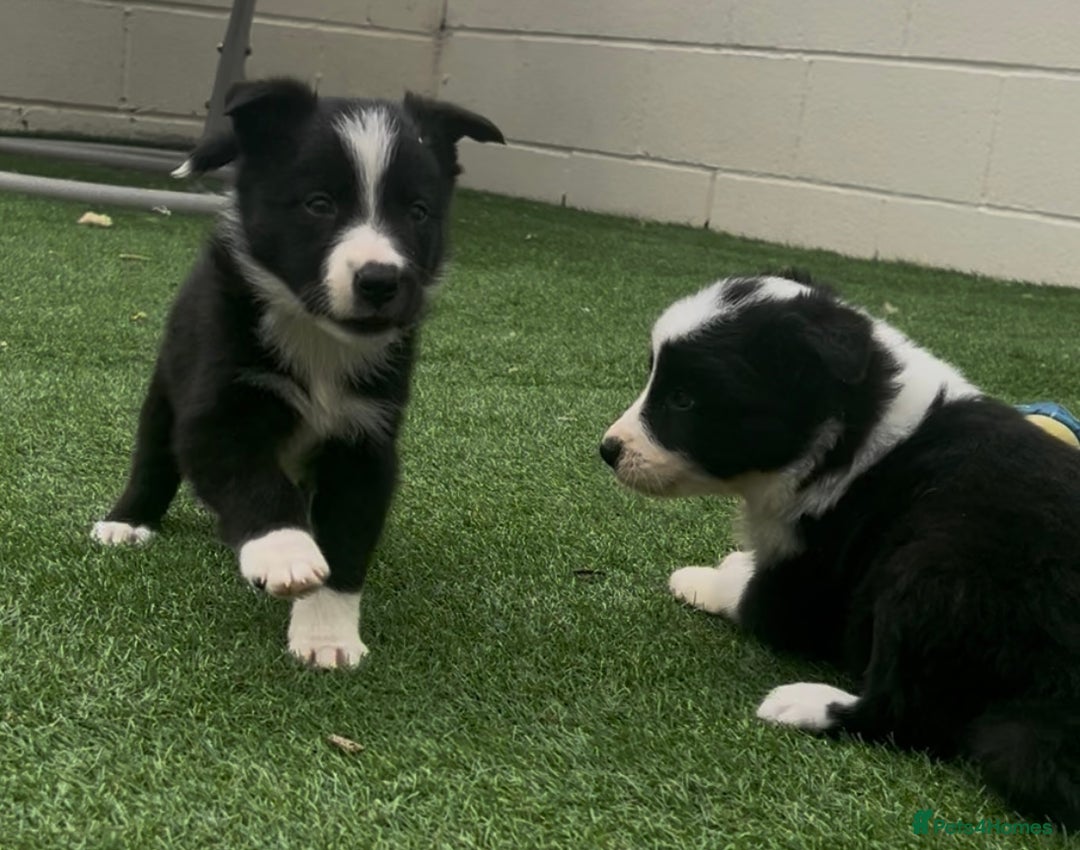 Border Collie dogs for sale: Beautiful border collie puppies❤️ - Image 3