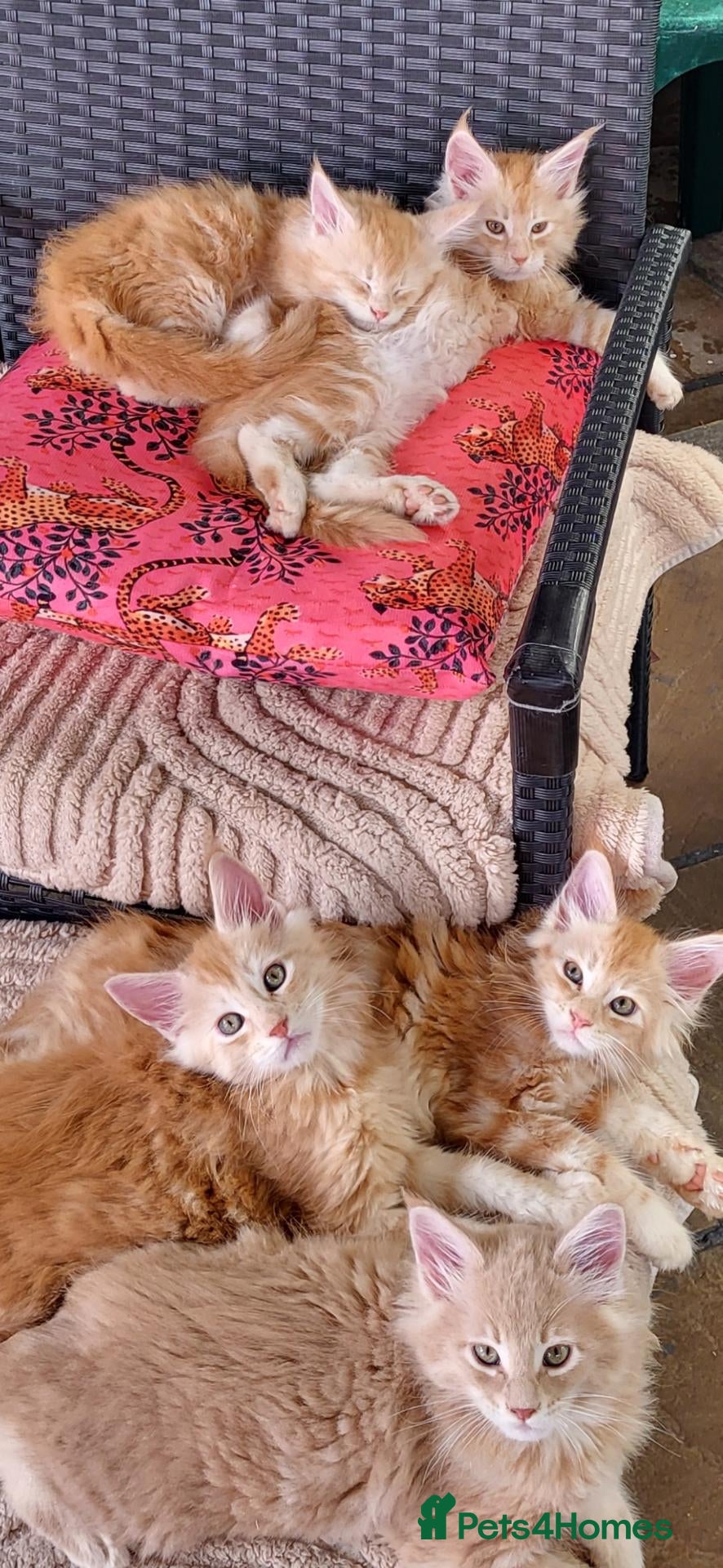 Maine Coon cats Maine Coon kittens for sale CF81  - Advert 1