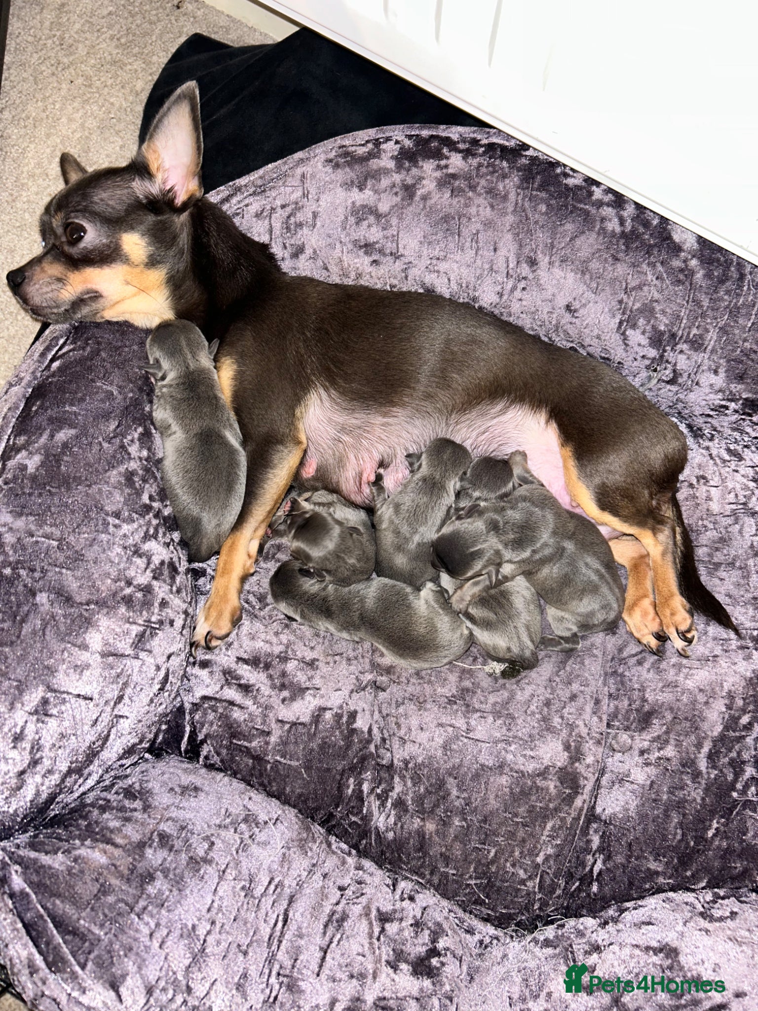 Chihuahua dogs Beautiful blue tri chihuahua puppies  - Advert 1