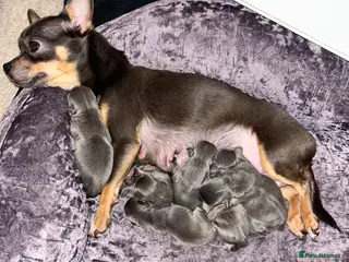 Chihuahua dogs Beautiful blue tri chihuahua puppies - Advert 1