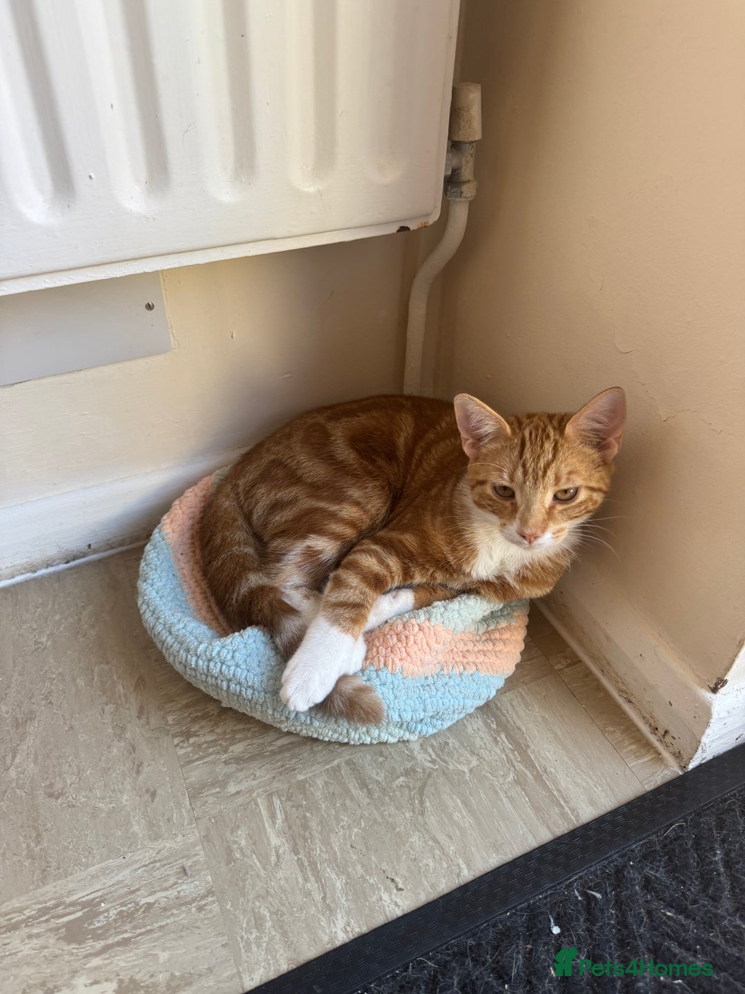 British Shorthair cats for sale: Two gorgeous ginger boys to go together  - Advert 11