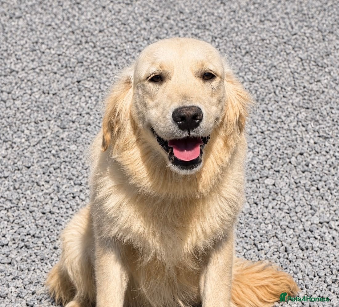 Golden Retriever dogs 9 month old female golden retriever for sale  - Advert 18