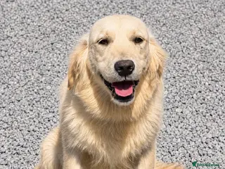 Golden Retriever dogs 9 month old female golden retriever for sale - Advert 18