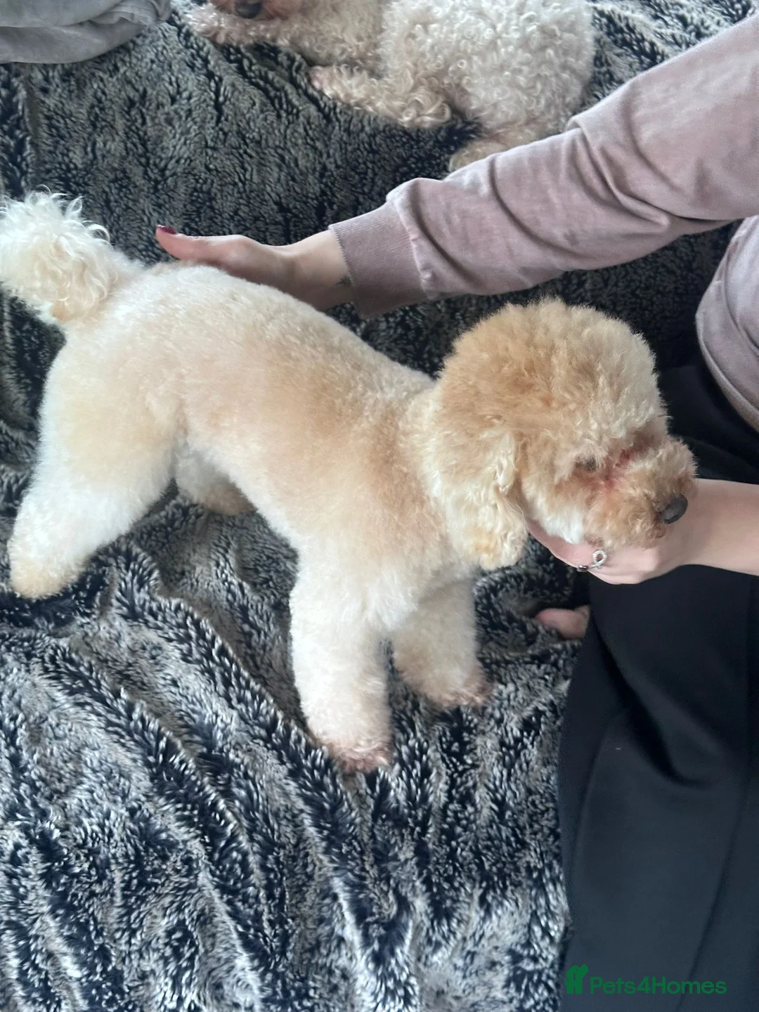 Toy Poodle dogs for stud:  proven tiny 2.3kg KC registered red toy poodle  in Devizes - Advert 3