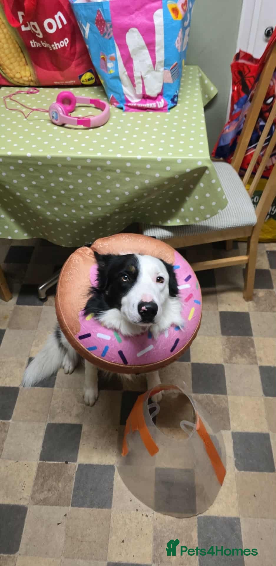 Border Collie dogs Border collie  - Advert 16