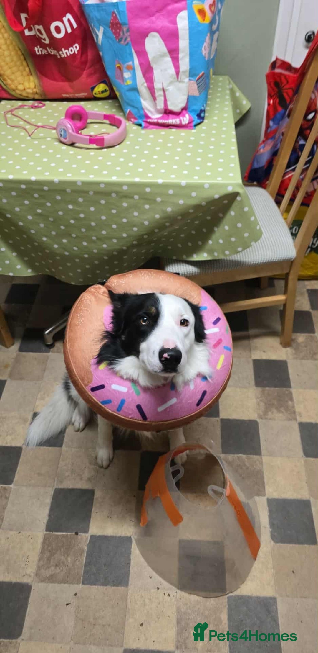 Border Collie dogs for sale: Border collie  - Advert 1