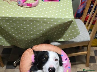 Border Collie dogs Border collie - Advert 8