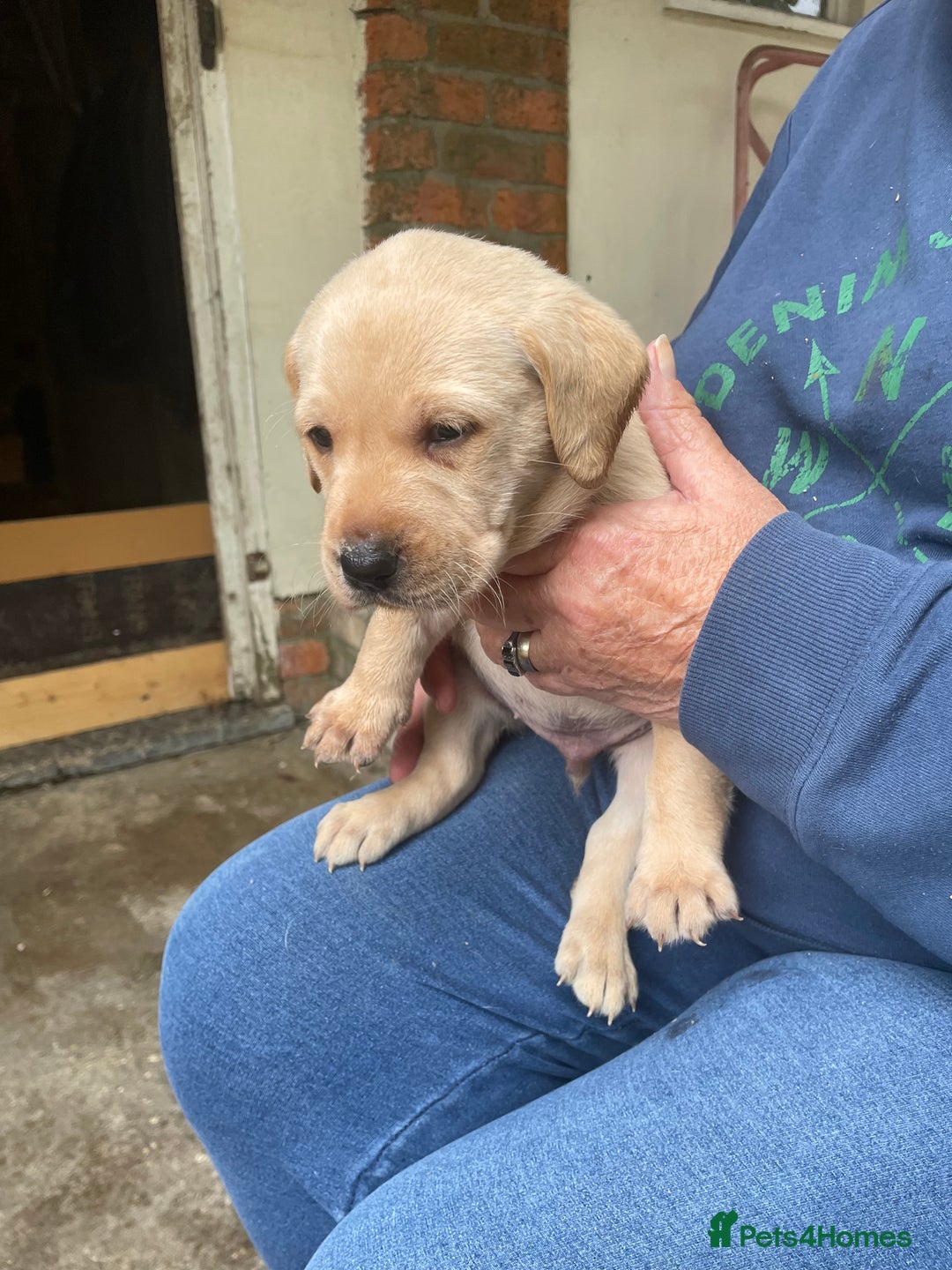 Labrador Retriever dogs for sale: Labrador retriever puppies  - Image 4