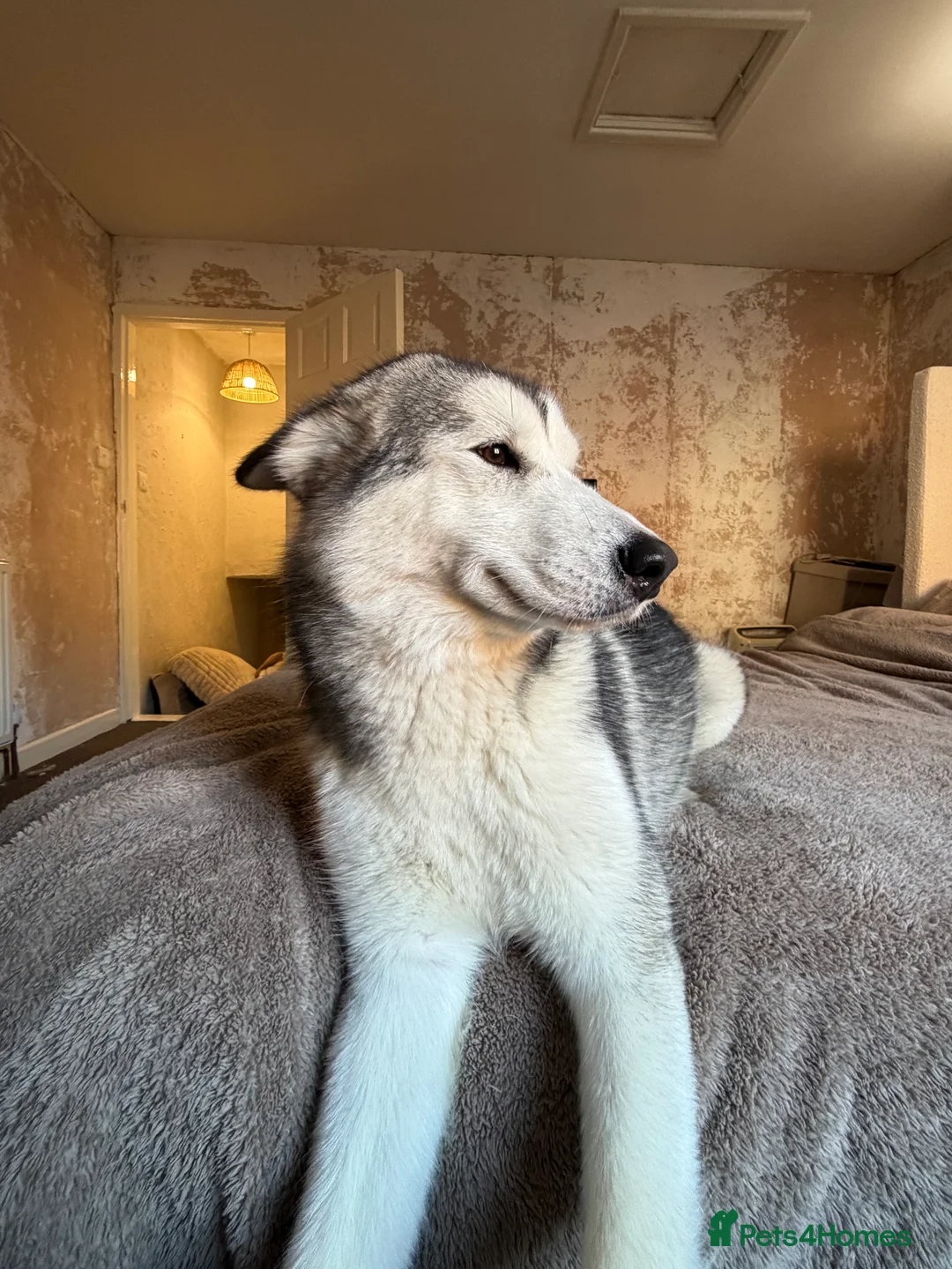 Alaskan Malamute dogs for sale: 2 female Alaskan malamutes 🩷 - Advert 7