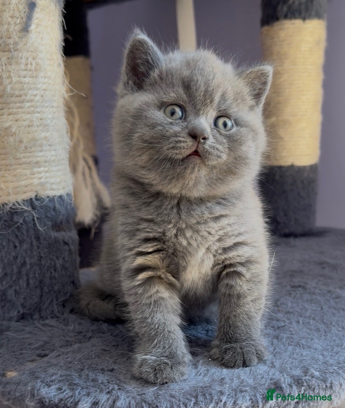 British Shorthair cats Gorgeous blue, British shorthair kittens  - Advert 1