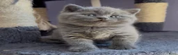 British Shorthair cats for sale: Stunning, super friendly, well bred, healthy, BSH - Advert 2