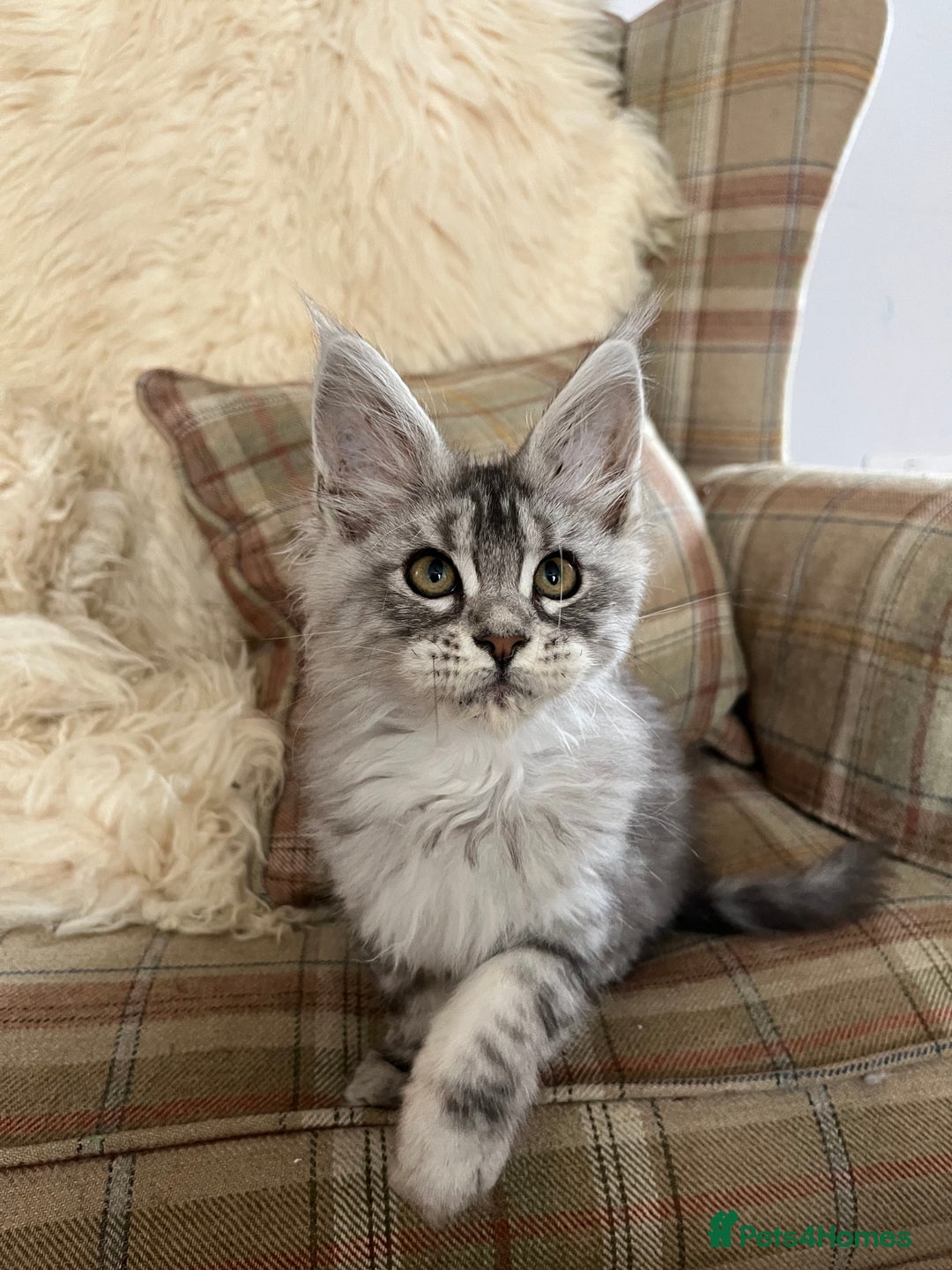 Maine Coon cats for sale: ⭐️Beautiful Maine Coon Kittens⭐️ - Image 23