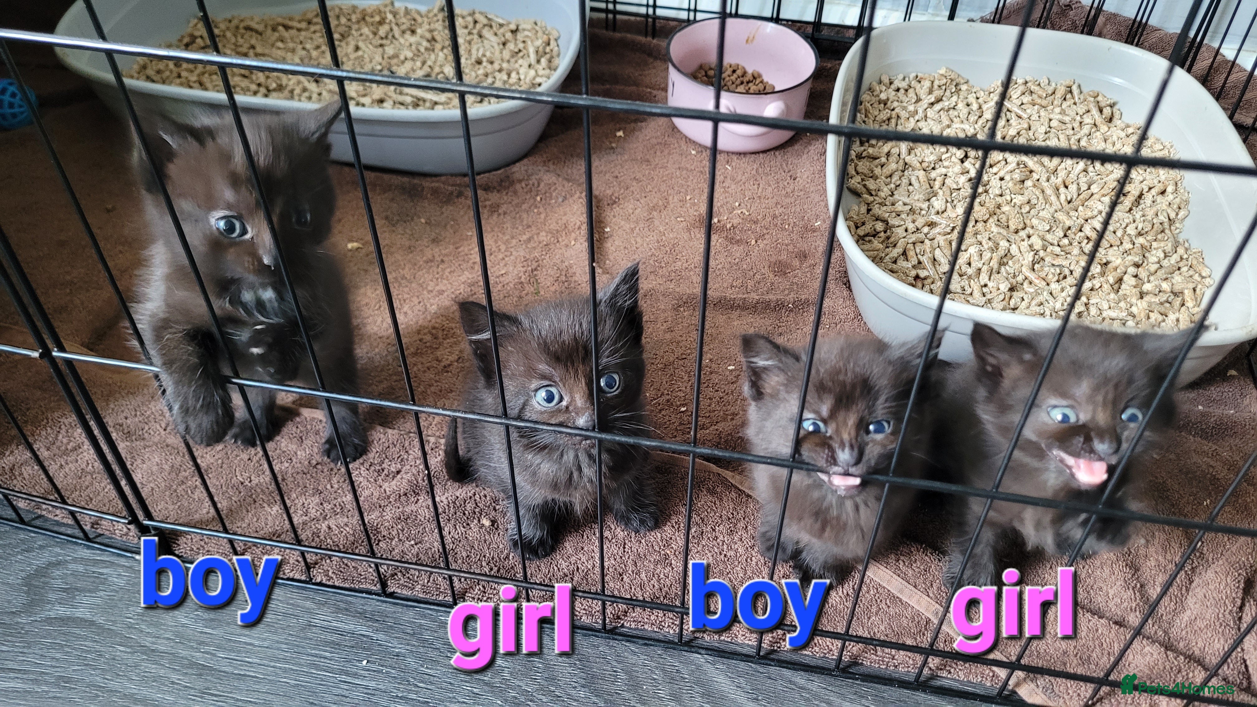 Mixed Breed cats 4 kittens available 3rd feb *2boys2girls* - Advert 1