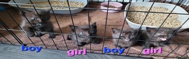 Mixed Breed Kitten 3