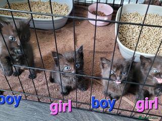 Mixed Breed cats 4 kittens available 3rd feb *2boys2girls* - Advert 18
