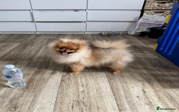 Pomeranian dogs for sale: Champion KC registered Pomeranian  - Image 1