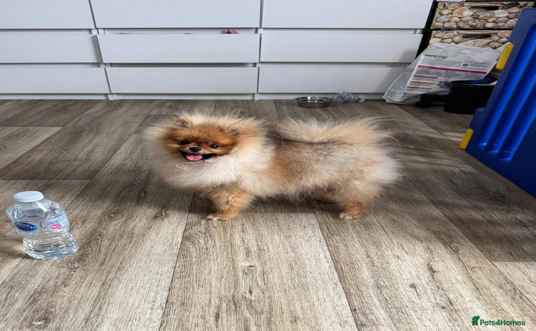 Pomeranian dogs - Advert 7