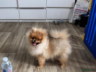 Pomeranian dogs - Advert 13