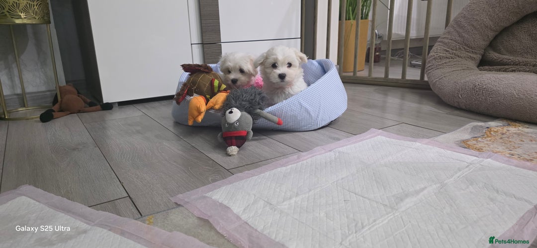 Maltese dogs for sale: Lovely Maltese Puppies - Image 4