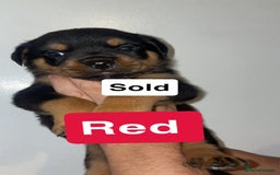 Rottweiler dogs for sale: 11 Chucky Rottweiler puppies for sale  - Image 20