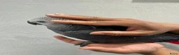 Parakeets birds for sale: African Grey Baby Hand-Reared with Cage - Advert 3
