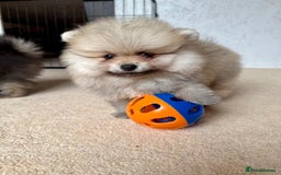 Pomeranian dogs for sale: Teddy Face Pomeranian Champion European Bloodline  - Image 15