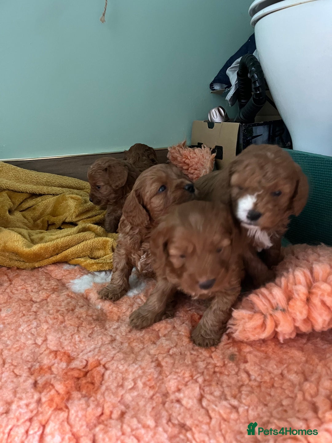 Cavapoo dogs for sale: Beautiful cavapoos - Advert 3